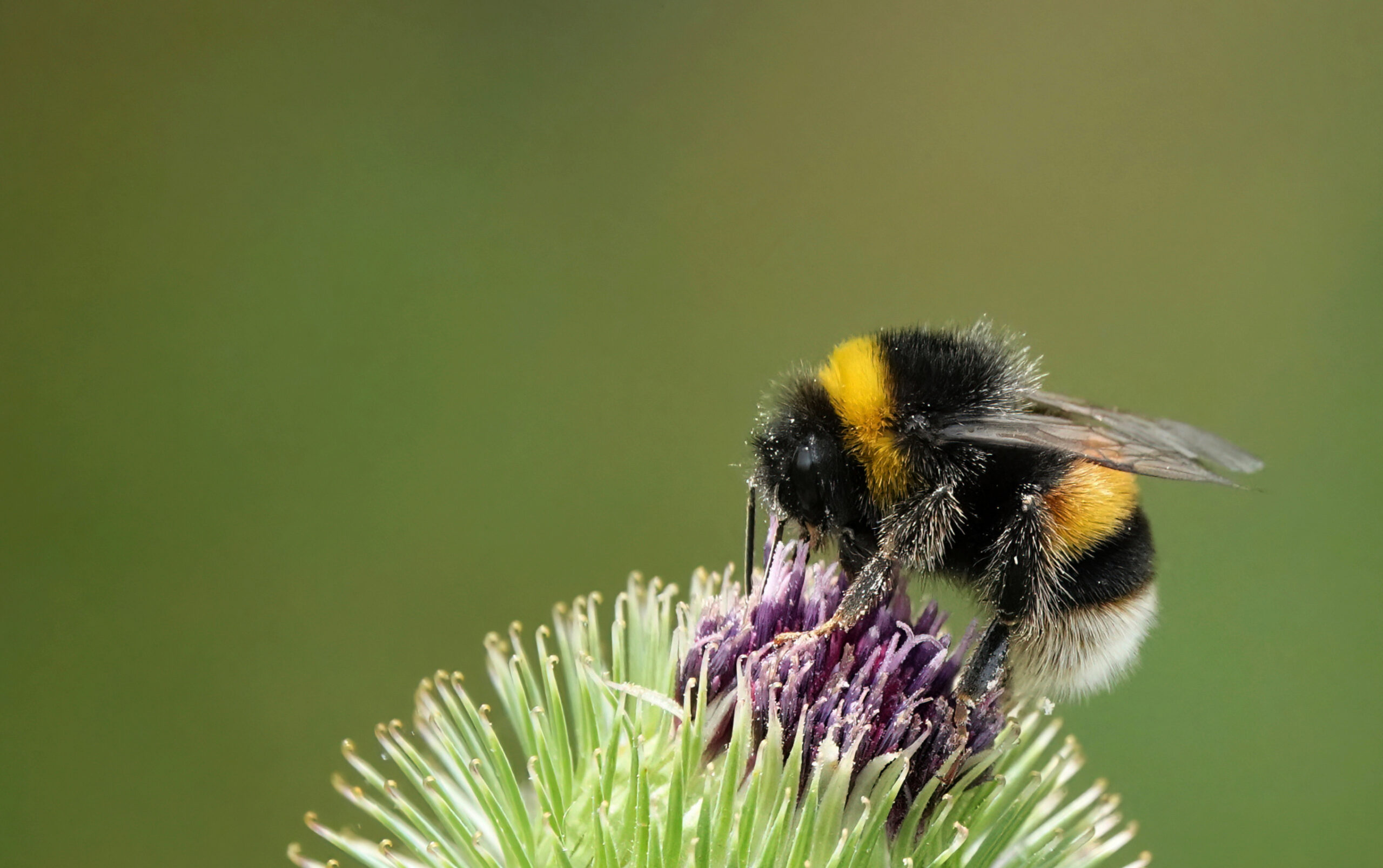 A bumblebee perching